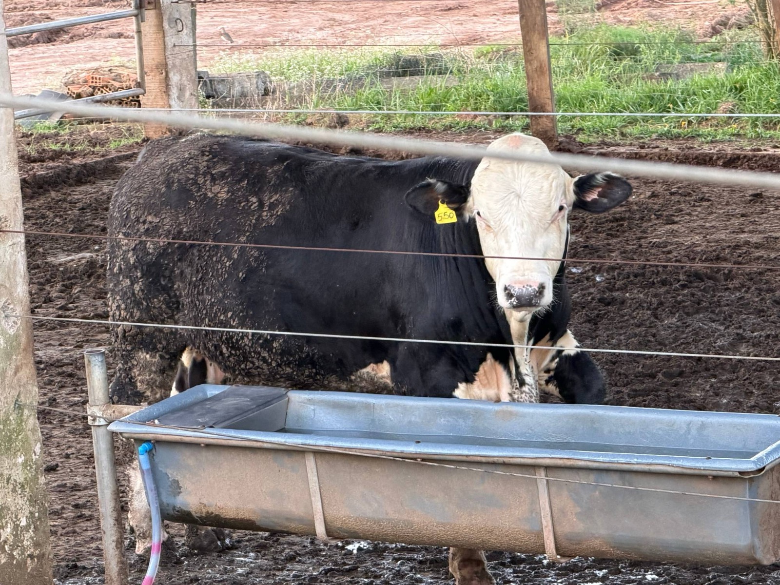 Animal Angus × Holandês da Ágape Farm