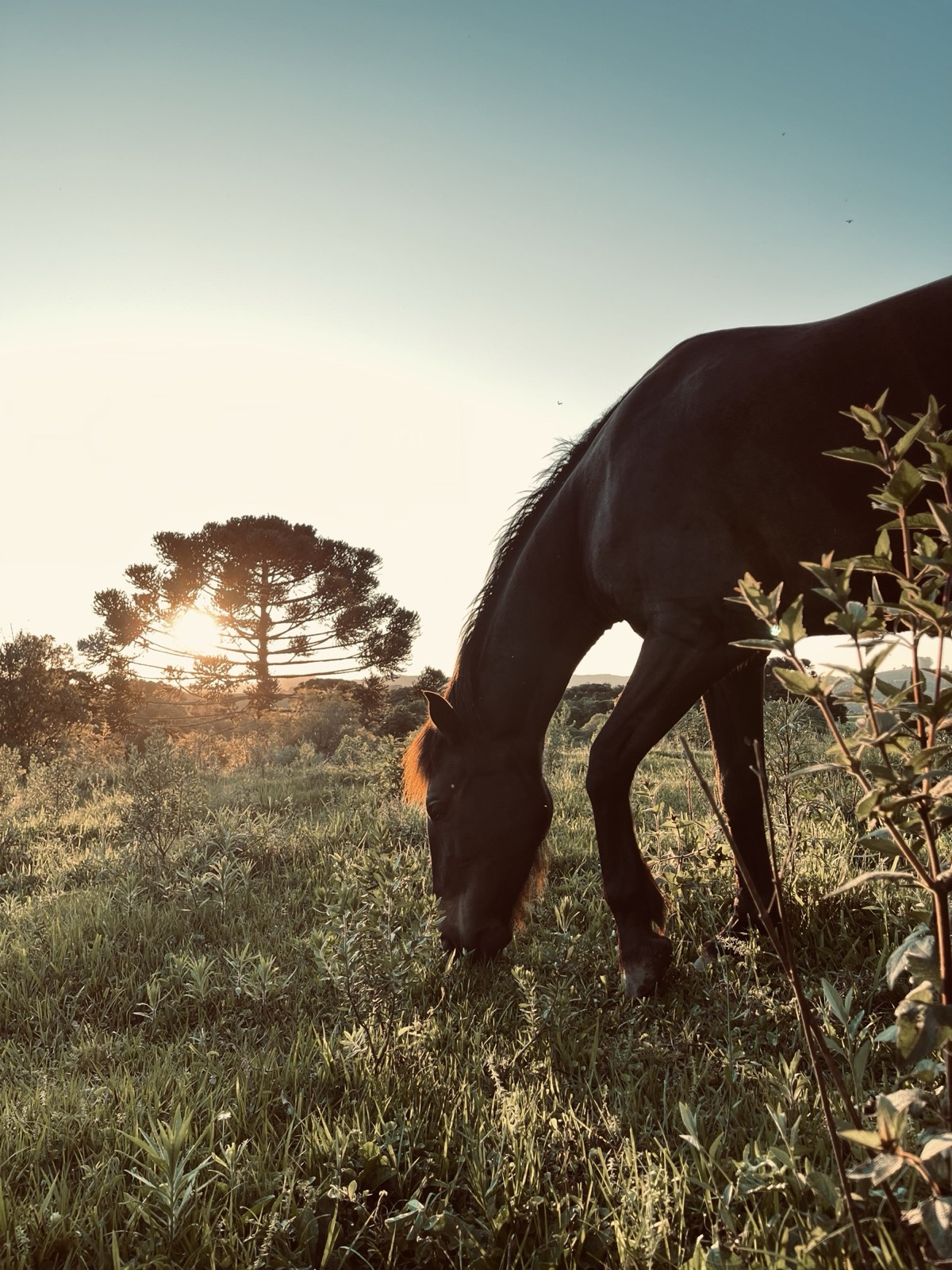 Cavalo ao entardecer