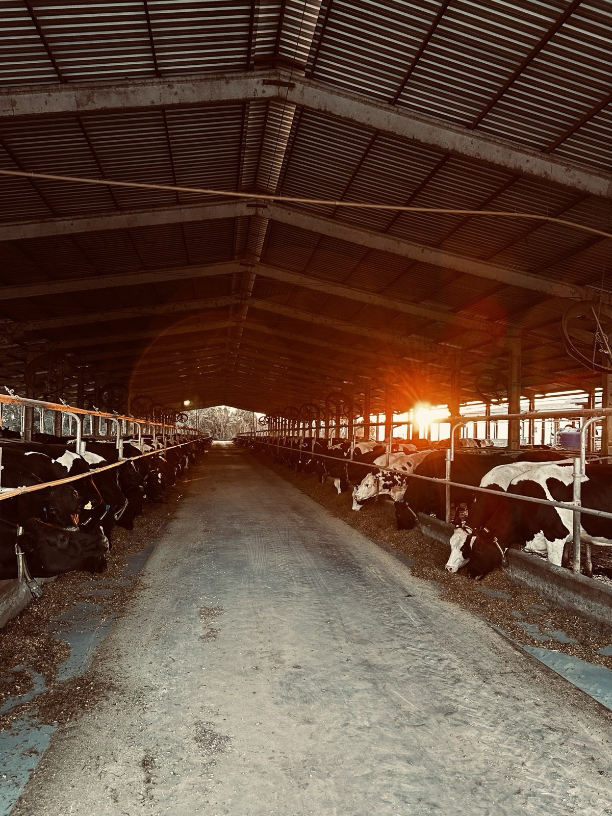 Barracão das vacas