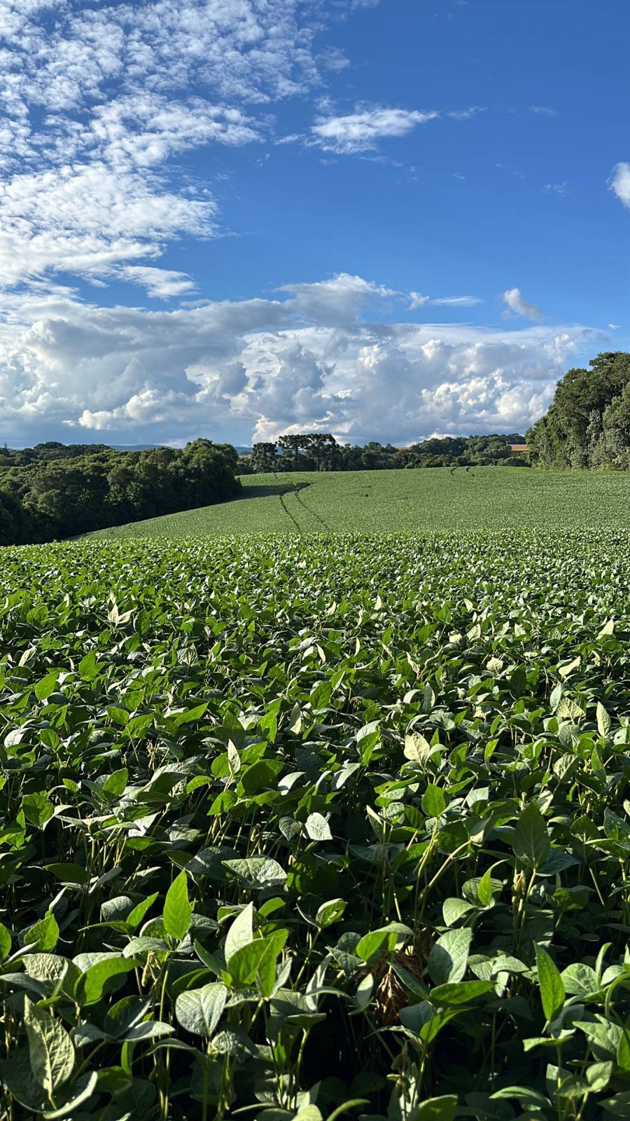 Lavoura de soja da Ágape Farm