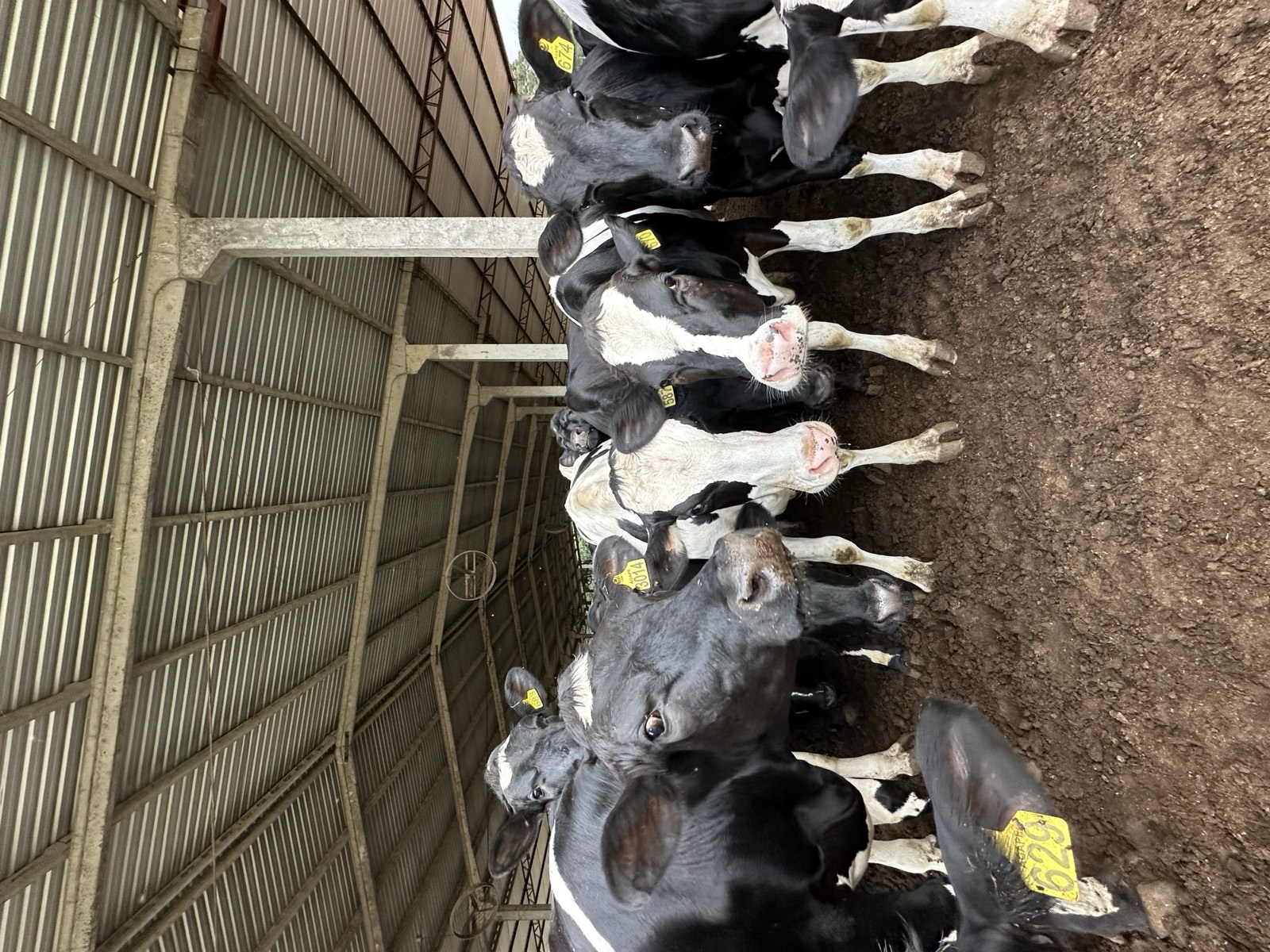 Vacas Holandesas